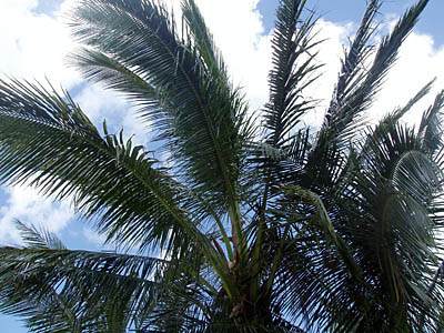 cozumel03