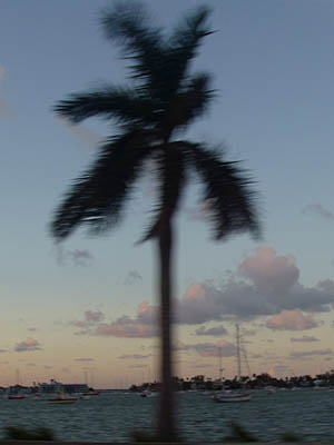 miami15